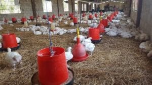 Chicken farm
